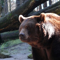 Brown Bear Grizzly Ursus arctos (6)