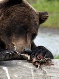 Brown Bear Grizzly Ursus arctos Alaska