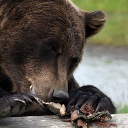 Brown Bear Grizzly Ursus arctos Alaska