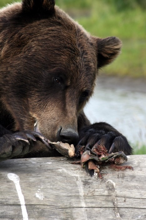 Brown Bear Grizzly Ursus arctos Alaska