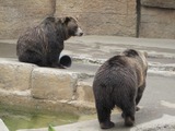 Brown Bear Grizzly Ursus arctos Zoo