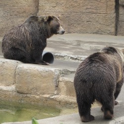 Brown Bear Grizzly Ursus arctos Zoo