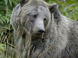 Grizzly0001-1.jpg