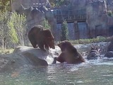 Brown Bear Grizzly cubs playing