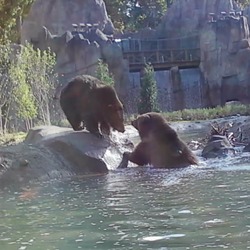 Brown Bear Grizzly cubs playing