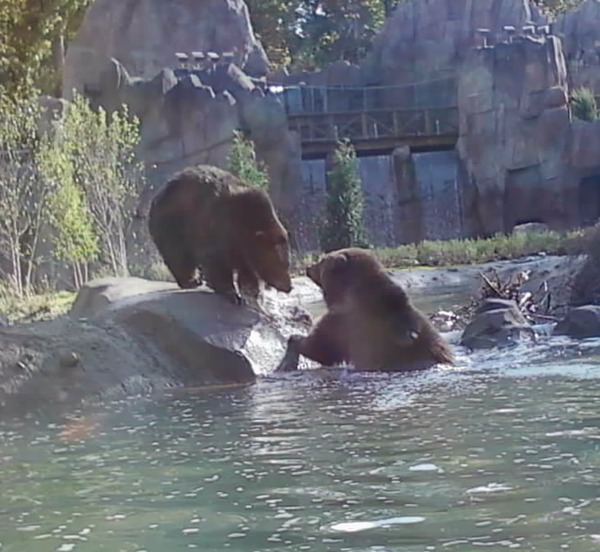 Brown Bear Grizzly cubs playing