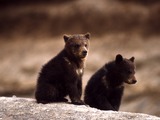 Brown Bear Grizzly cubs