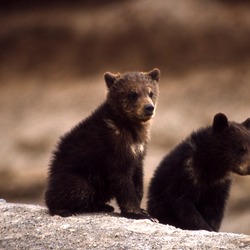 Brown Bear Grizzly cubs