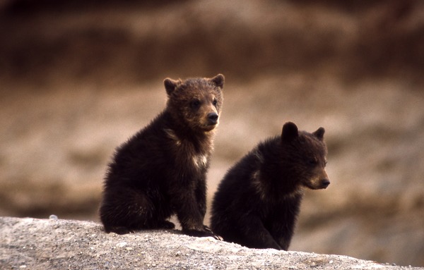 Brown Bear Grizzly cubs