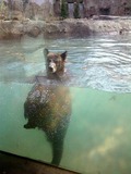 Brown Bear Grizzly memphis zoo swimming