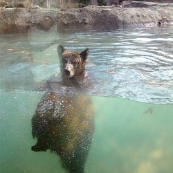 Brown Bear Grizzly memphis zoo swimming