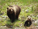 Brown Bear Grizzly mother cub Shoshone National Forest