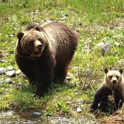 Brown Bear Grizzly mother cub Shoshone National Forest