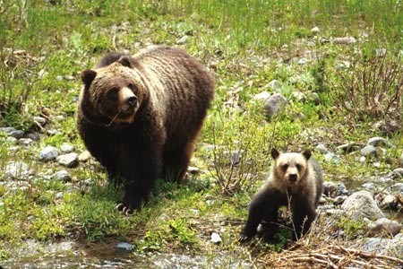 Brown Bear Grizzly mother cub Shoshone National Forest