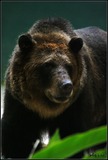 Brown Bear Photo Gallery