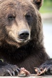 Brown Bear Photo Gallery