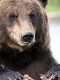 Brown Bear Grizzly_Bear_Alaska