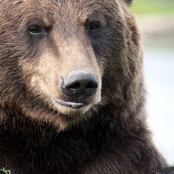 Brown Bear Grizzly_Bear_Alaska