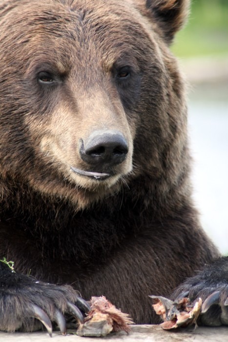 Brown Bear Grizzly_Bear_Alaska