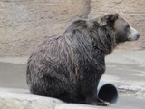 Brown Bear Grizzly_bear_at_SF_Zoo_7