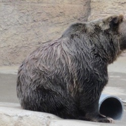 Brown Bear Grizzly_bear_at_SF_Zoo_7