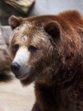 Brown Bear Grizzly