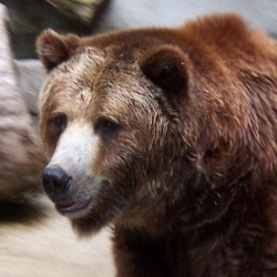 Brown Bear Grizzly