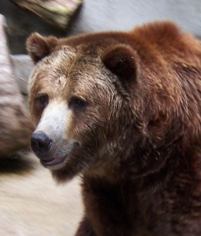 Brown Bear Grizzly