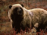 Brown Bear Grizzlybear55