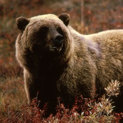 Brown Bear Grizzlybear55