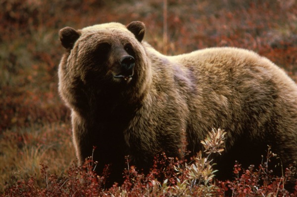 Brown Bear Grizzlybear55