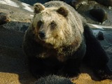 Brown Bear Hokkaido Brown Bear