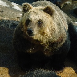 Brown Bear Hokkaido Brown Bear