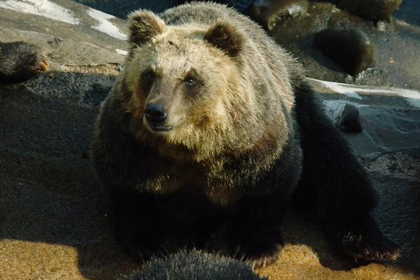 Brown Bear Hokkaido Brown Bear