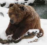 Brown Bear Photo Gallery