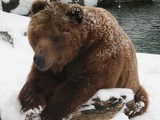 Brown Bear Kodiak Buffalo Zoo