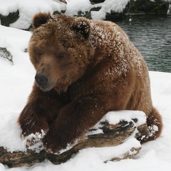 Brown Bear Kodiak Buffalo Zoo