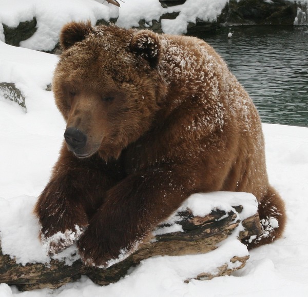 Brown Bear Kodiak Buffalo Zoo