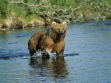 Kodiak Bear