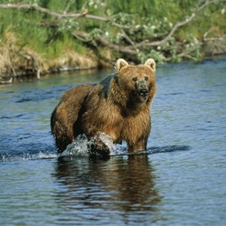 Kodiak Bear