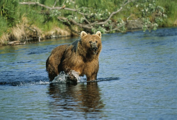 Kodiak Bear