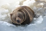 Brown Bear Photo Gallery