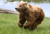 Brown Bear Photo Gallery