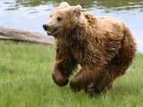 Brown Bear Kodiak(Ursus_arctos_arctos) running