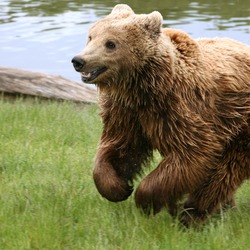 Brown Bear Kodiak(Ursus_arctos_arctos) running