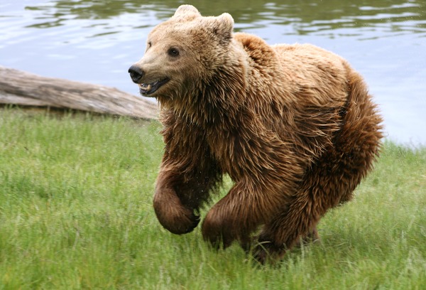 Brown Bear Kodiak(Ursus_arctos_arctos) running