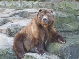 Brown Bear Photo Gallery