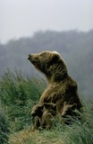 Brown Bear Photo Gallery