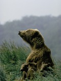 Female Brown Bear with Three Cubs
