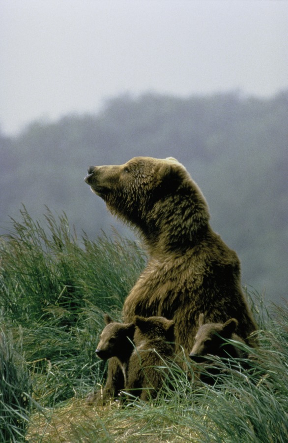 Female Brown Bear with Three Cubs